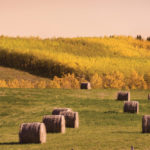 Agriculture Financial Services Corporation has made several changes to its perennial crop insurance programs for the coming year.
