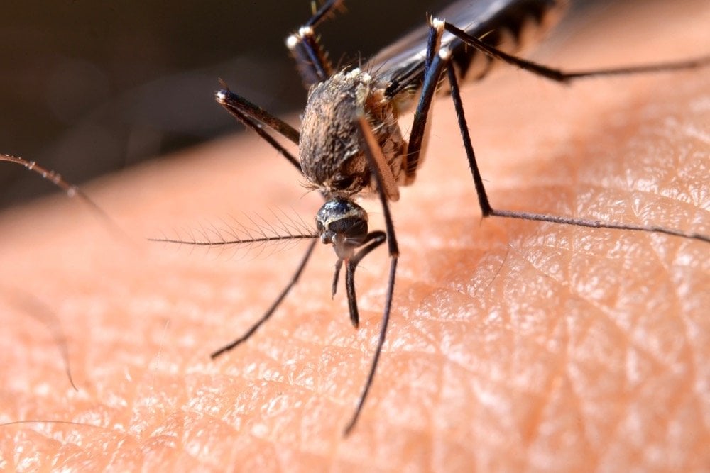 Mosquito control would be one of the few uses still allowed for chlorpyrifos under a proposal from Health Canada’s PMRA. (Tskstock/iStock/Getty Images)
