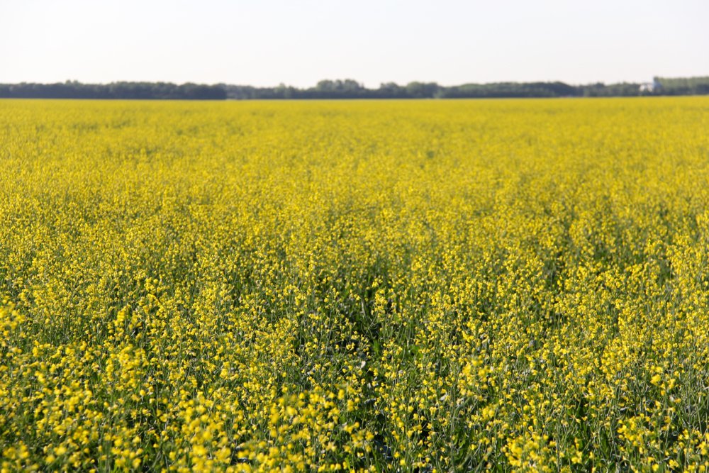 A canola field blooms in Manitoba’s Interlake on July 11, 2019.  (Greg Berg photo)
