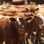 (Photo courtesy Canada Beef Inc.)