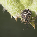 Stem-mining weevils have been successful at stopping the spread of Canada thistle, but the weevils are in short supply.