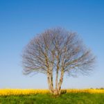 File photo of a canola field in northern France’s Normandy region. (Brasil2/iStock/Getty Images)