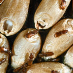 More farmers are requesting permits to use pesticides to kill grain beetles in their bins. But the fumigant Phostoxin doesn’t work when temperatures are below 12 C.
