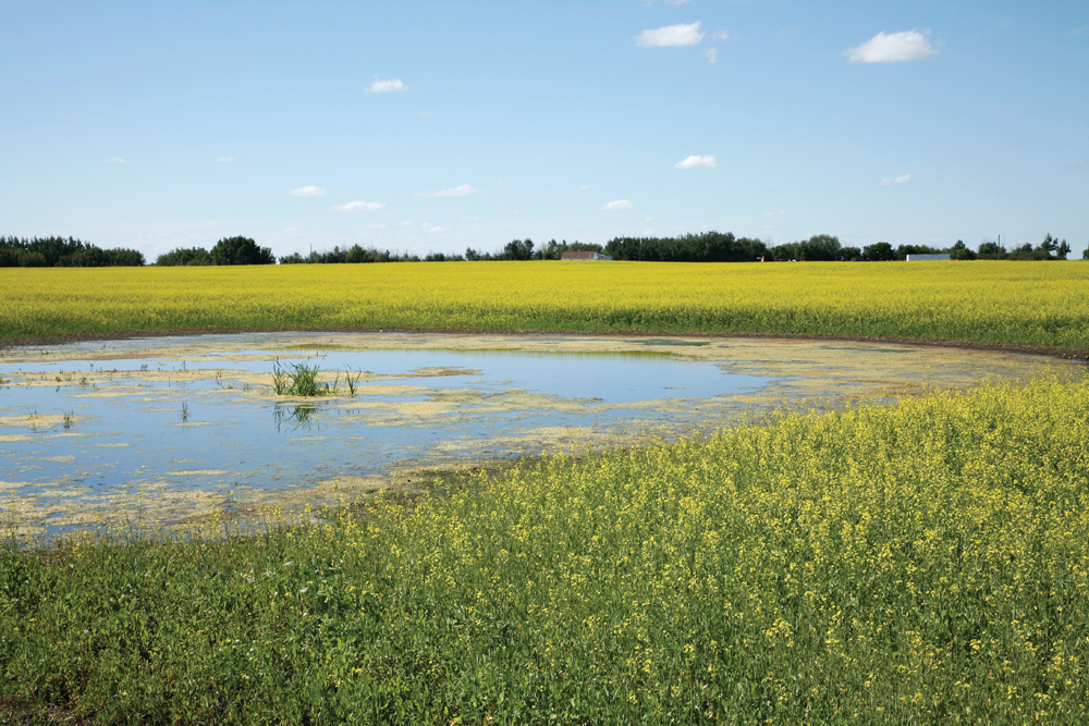 A canola council project looking at beneficial insects in wetlands, shelterbelts, and other insect habitats caused a Twitter firestorm when farmers thought the organization was partnering with Ducks Unlimited Canada.
