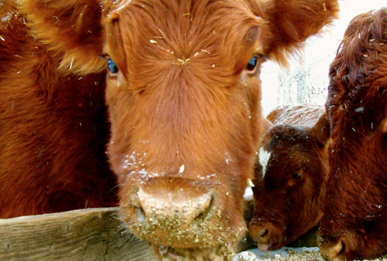 From One Calf To Many Understanding A Cows Reproductive Life - aj94rmn