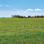 Don’t wait for patches to appear in hayfields or pastures, say experts. Instead, start doing plant counts and check the root system as
soon as they begin to green up.