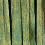 Wheat leaf rust. (James Kolmer photo courtesy ARS/USDA)