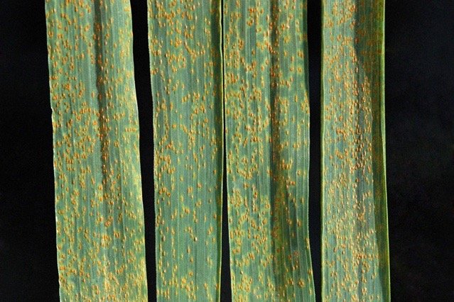 Wheat leaf rust. (James Kolmer photo courtesy ARS/USDA)
