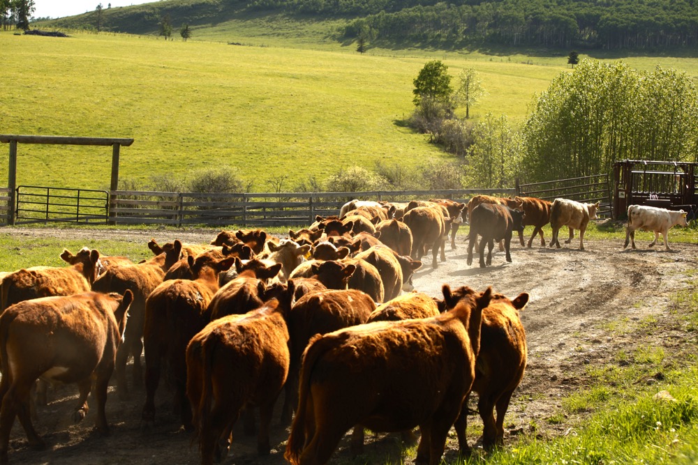 Beef research mentorship program still going strong