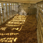 Cattle buyer Ken Schaus insists that 30 square bales — never any less — be used to bed a trailer so calves have good footing and stay dry.