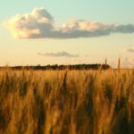 New feed and forage barley lines bring high yields, strong standability