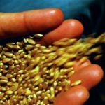 Producers are urged to call their seed supplier about varieties first rather than just dropping in.