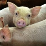 Pork supply chain not experiencing disruptions, says hog marketing agency