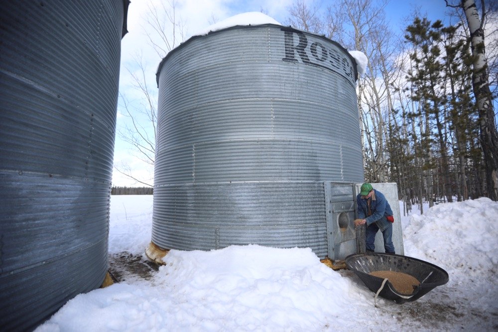 Farmer Steve Mackenzie-Grieve pulls harvested wheat from a grain bin at the Yukon Grain Farm near Whitehorse on Feb. 19, 2020. (Photo: Reuters/Crystal Schick)
