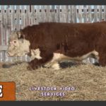 (Video screengrab from Cattlevids.ca)