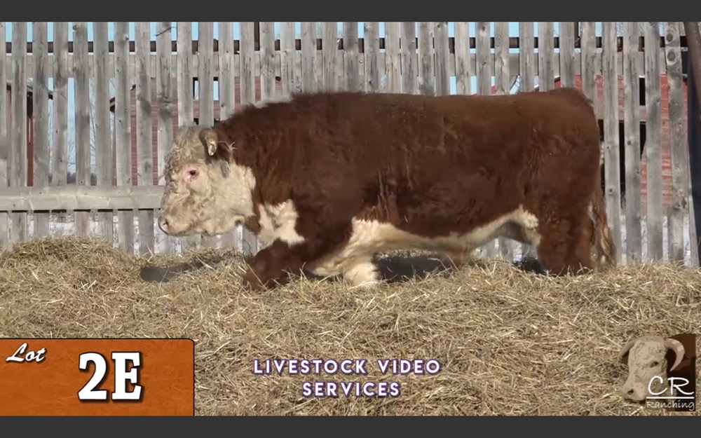 (Video screengrab from Cattlevids.ca)
