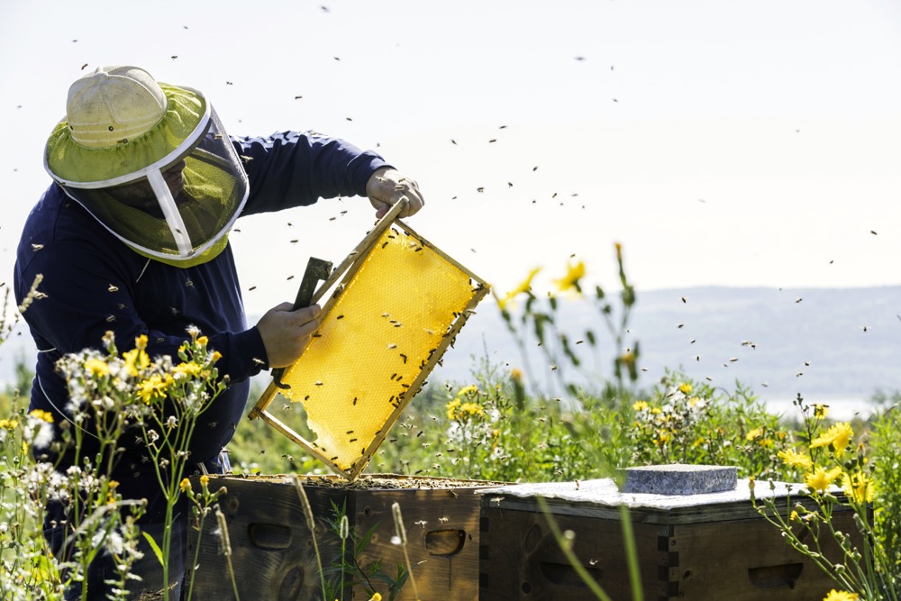 Some beekeepers may see delays in their honey season this year as seasonal workers arrive later than usual.