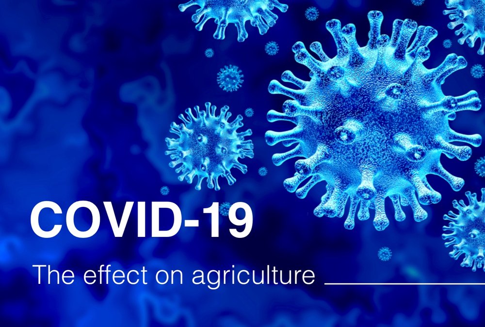 COVID-19 and the farm: Stories from the GFM network