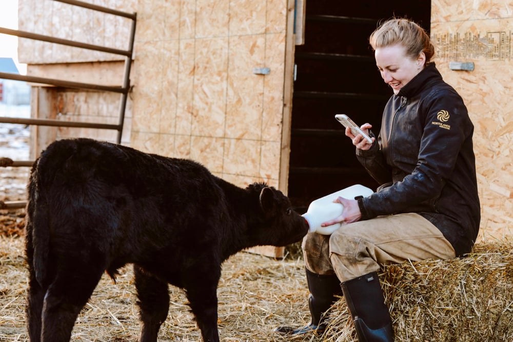 Hershey, a bottle-fed calf, has become a regular on the virtual farm tours that Charlotte Wasylik began making last month.