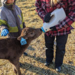 This calf was one of 90 born on Graeme Rice’s Lacombe-area ranch by the end of March with “another 55 to go.” Across Alberta farm country, everyday scenes like these are reminders that the business of growing and raising food is continuing despite the massive disruptions caused by COVID-19.