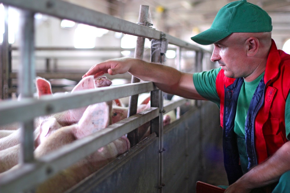 Livestock or pets not considered a risk for COVID-19