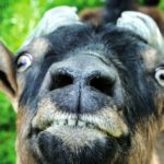 Alberta’s goat community is taking care of each other