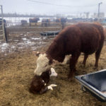 Calving season at Crooked Lake Farm and ranches across the province is well underway. Ensuring everything is done to make this year as normal as possible is the top priority for livestock organizations and others in the food supply chain.