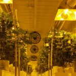 Cannabis plants at a licensed indoor production facility in Winnipeg. (Dave Bedard photo)