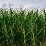 A corn crop west of Grunthal, Man. on Aug. 17, 2019. (Dave Bedard photo)
