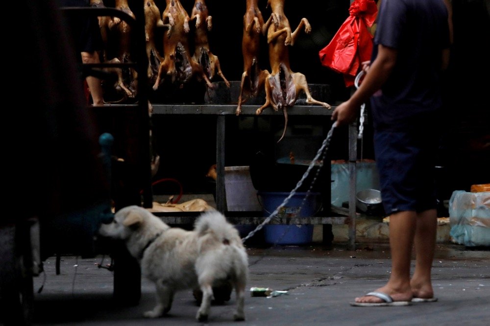 A man walks with his pet dog as he talks to a vendor who sells dog meat at a market during the local dog meat festival at Yulin in China’s Guangxi Autonomous Region on June 21, 2018. (File photo: Reuters/Tyrone Siu)
