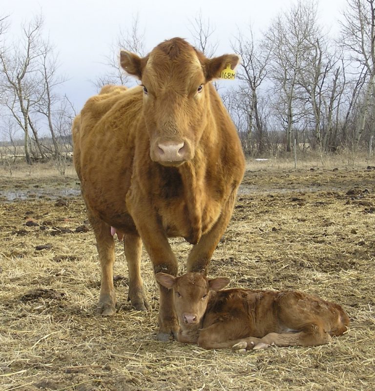 Cowcalf producers needed for costofproduction initiative Alberta Farmer Express