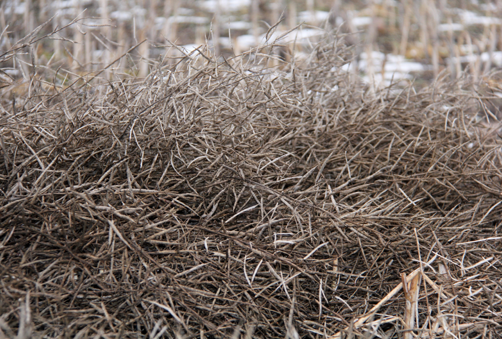 A canola swath sits idle in a field in November 2019.