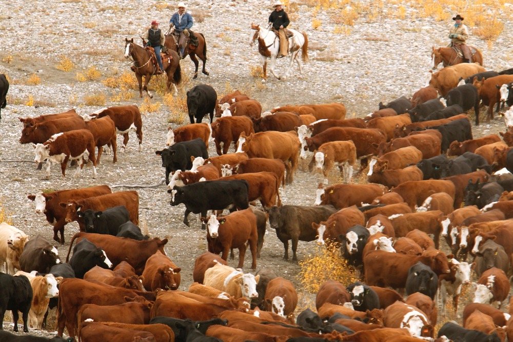Livestock research gets even more complicated during pandemic