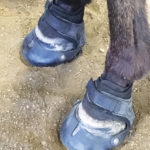 Horse boots can offer physical protection to the delicate foot structure.