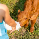 Something special is created when we choose to share our lives with animals.