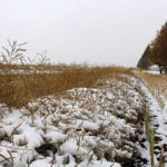 AFSC is expediting claims and being flexible when dealing with unharvested crops, say Alberta farm groups.