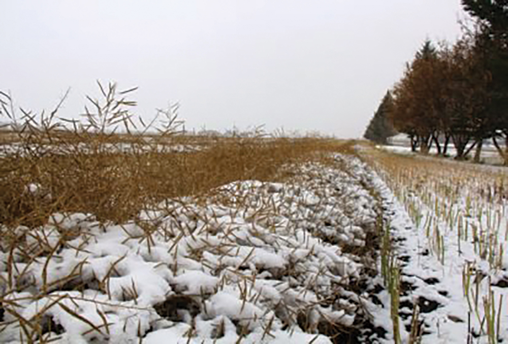 AFSC is expediting claims and being flexible when dealing with unharvested crops, say Alberta farm groups.