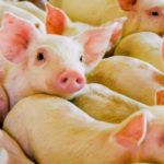 Pork innovators urged to enter contest