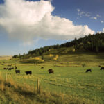 The cattle sector is threatened and needs quick action from government to help it deal with the fallout from the pandemic, says Alberta Beef Producers.