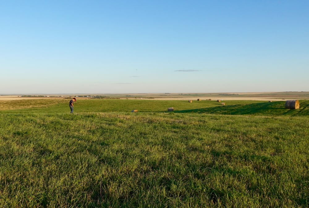 Encouraging producers to select forages that will be the most productive on their land was the top priority for a new forage selection tool.