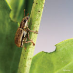 Pea leaf weevil numbers have been rising for several years. To track the expansion, provincial agriculture officials are conducting surveys across the province.