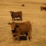 (File photo courtesy Canada Beef Inc.)