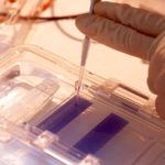 Tests of potato genetic material, loaded onto an agarose gel, show the presence of an experimental gene. (Ken Hackman photo courtesy ARS/USDA)