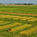 Researchers are keen to know what sort of projects will garner funding from Alberta’s ag research funder — but they will have to wait. The chair of Results Driven Agriculture Research said the organization doesn’t expect to start reviewing applications before the end of the year.