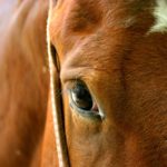 Caring for horses through the COVID-19 pandemic