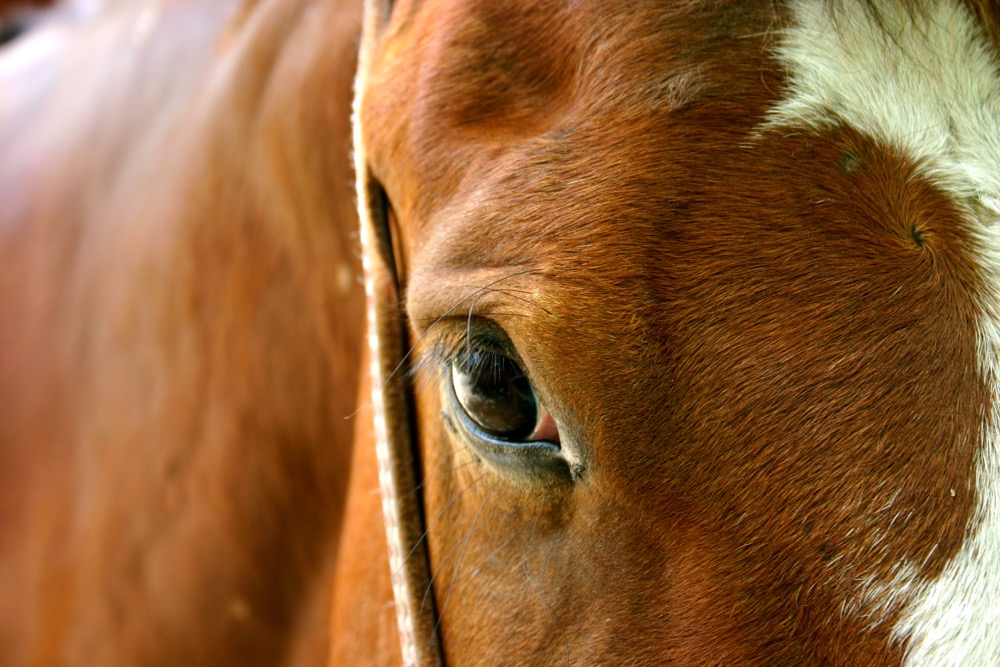 Caring for horses through the COVID-19 pandemic