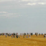 Like all Foodgrains Bank growing projects, harvest always draws a crowd, including at the Linden-Acme Foodgrains Growing Project (above) or the Vauxhall & District Growing Project (right). That’s likely to be scaled down this year, but volunteers say the pandemic has made their fundraising efforts more important than ever.