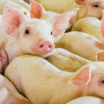 Plant shutdowns because of COVID-19 have greatly reduced processing and threaten to leave producers with nowhere to sell their pigs.