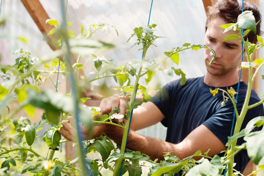 File photo of a small greenhouse operation in Quebec. (ManonAllard/E+/Getty Images)
