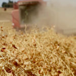 Exports of peas and lentils were ahead of last year’s pace prior to the pandemic and once transport issues are resolved, should continue to be strong, say experts.